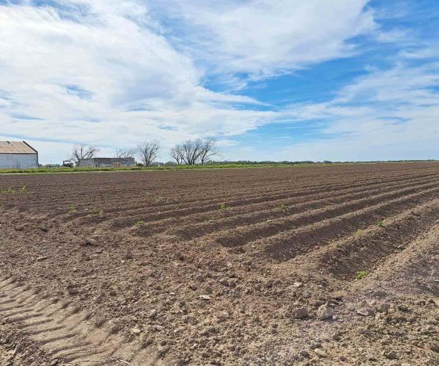 Darán inicio las siembras de sorgo en Reynosa