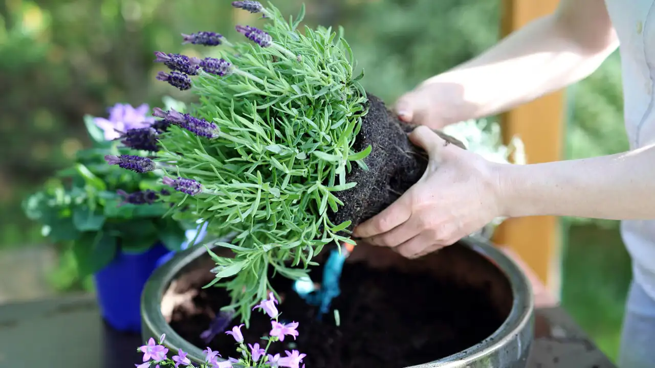 Cómo lograr que la lavanda crezca grande y bonita en maceta